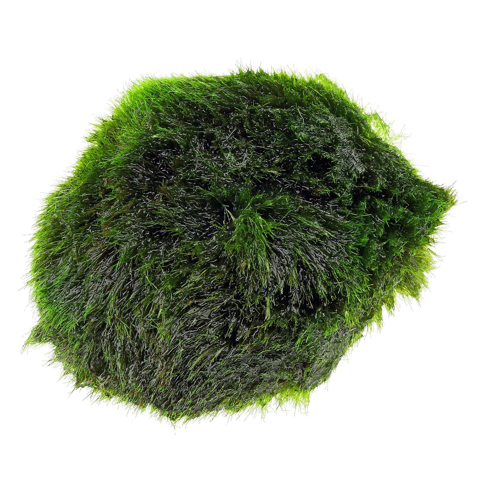 Aegagropila linnaei - XS - 1-2 cm - 3x