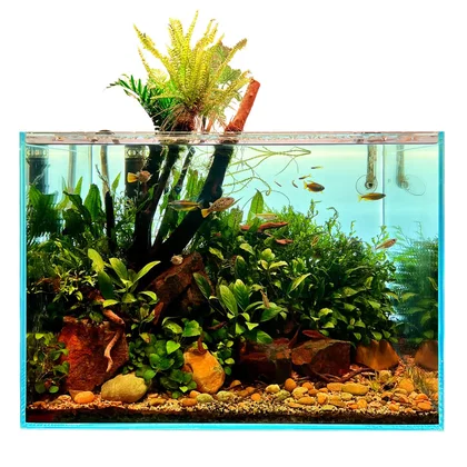 Afrika Aquarium Pflanzen Set