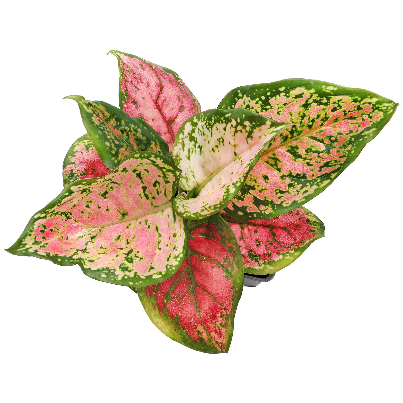 Aglaonema 'Red Valentine' - Topf L