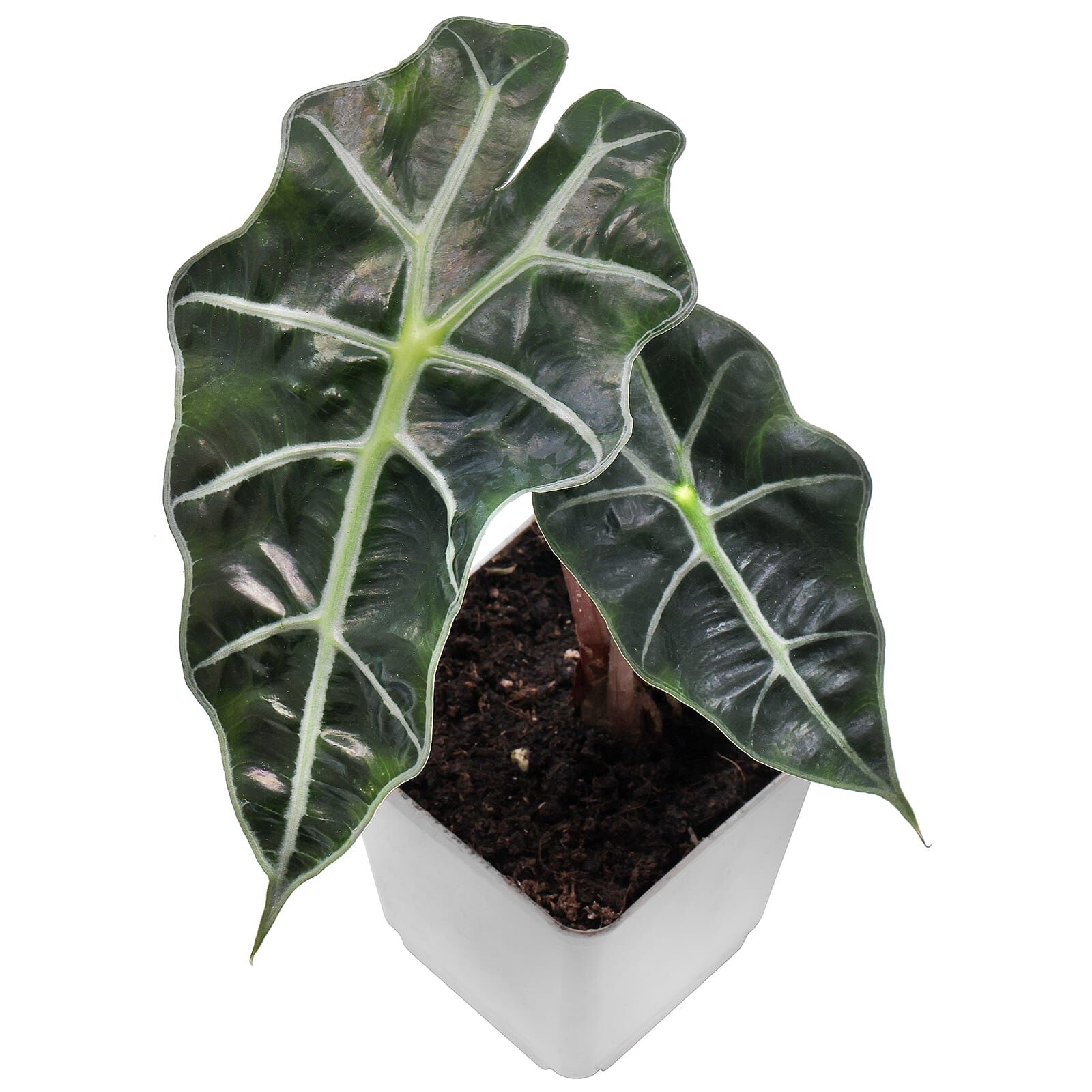 Alocasia × mortfontanensis - Topf L
