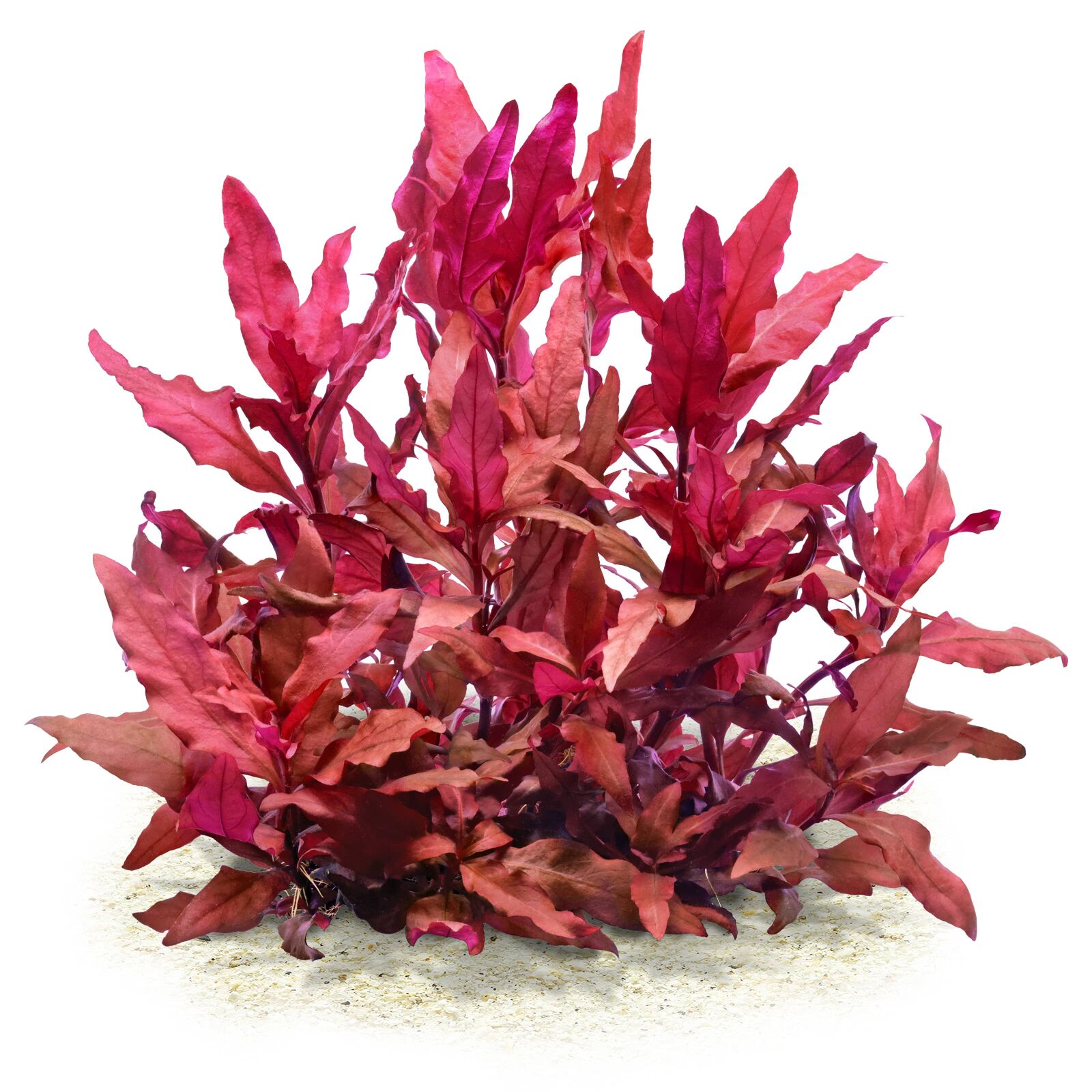 Alternanthera reineckii 'Cardinalis'