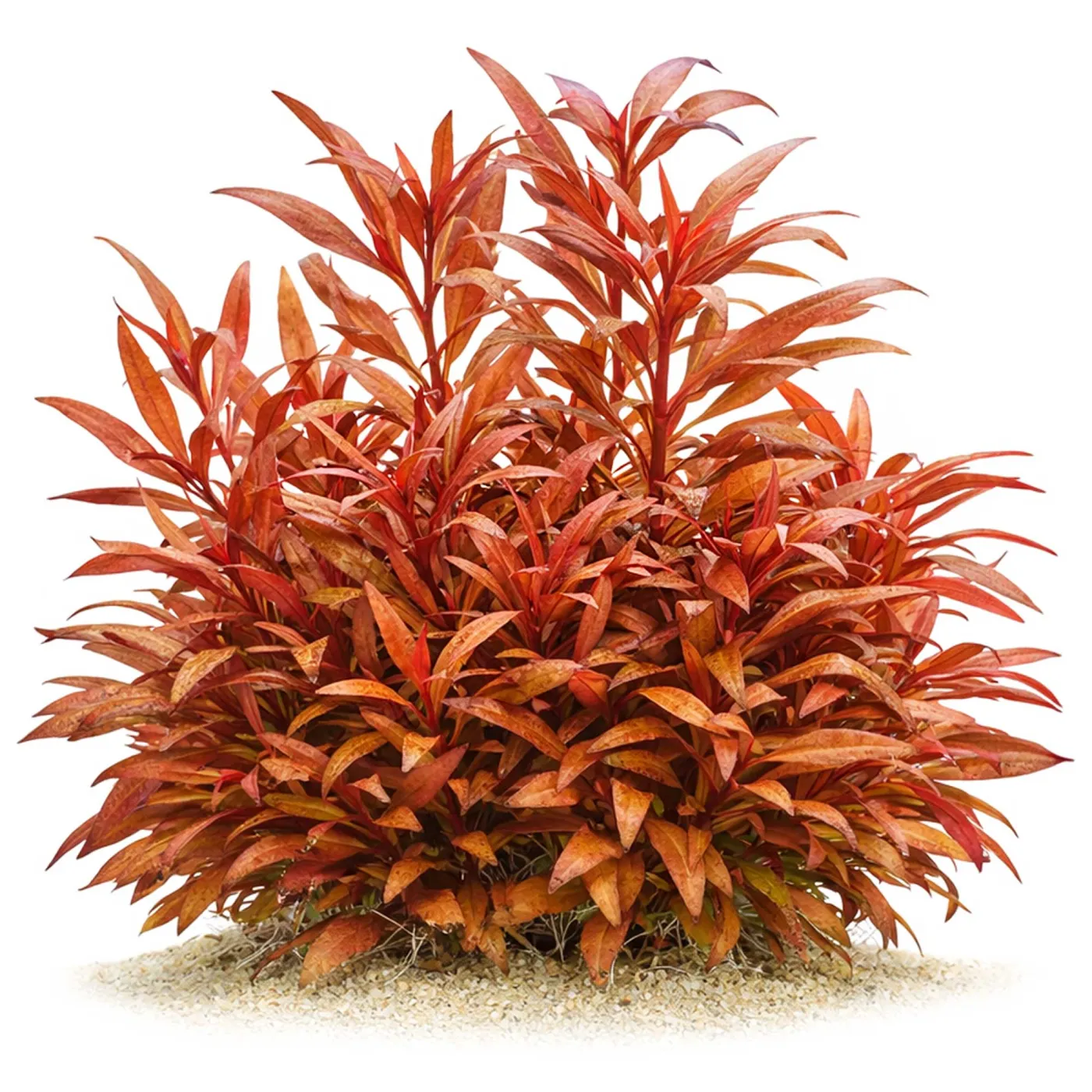 Alternanthera reineckii "Mini" | Mini-Papageienblatt - in vitro