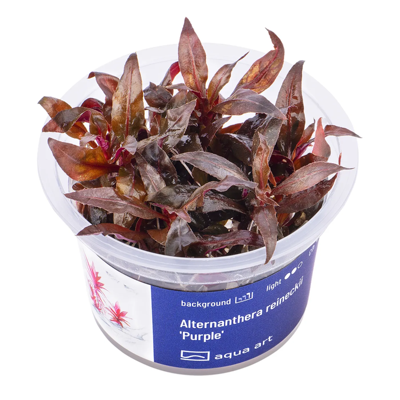 Alternanthera reineckii 'Purple'
