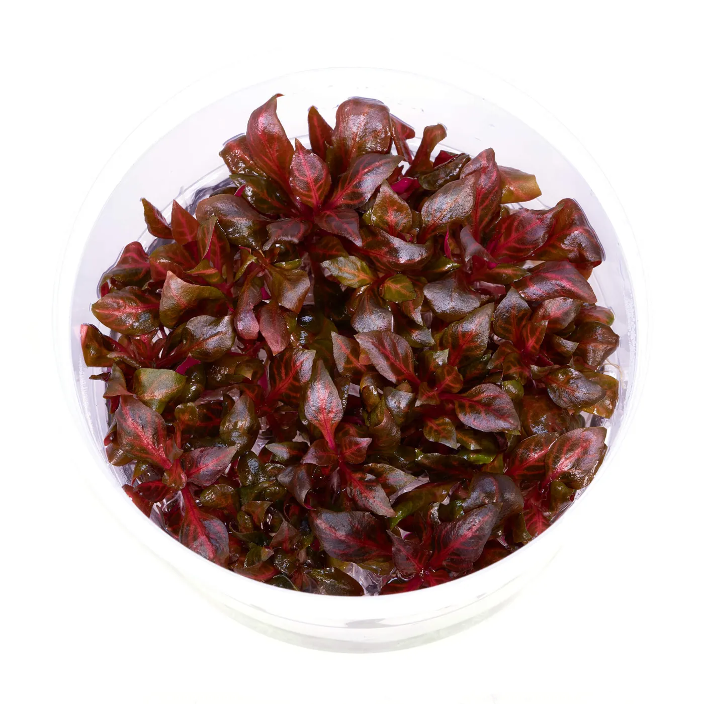 Alternanthera Reineckii "Red Ruby" | Rubinrotes Papageienblatt - in vitro XL - Ø 8,5cm