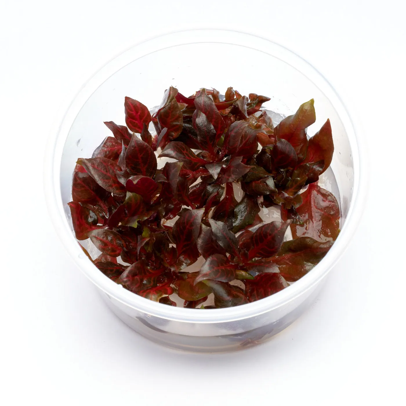 Alternanthera reineckii "Rosanervig" | Rosanerviges Papageienblatt - in vitro