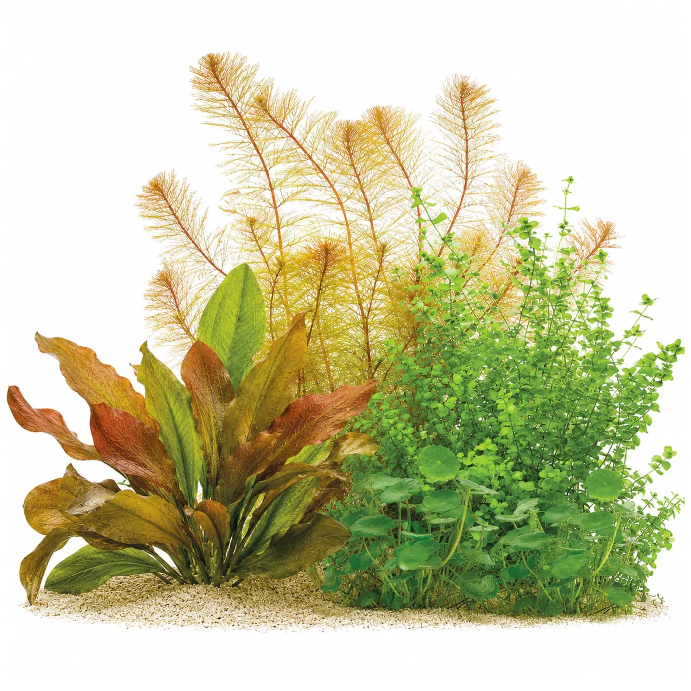 Amazonas Aquarium Pflanzen Set - In Vitro XL