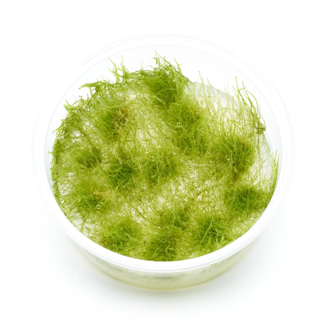 Amblystegium serpens | Nano-Moos - in vitro