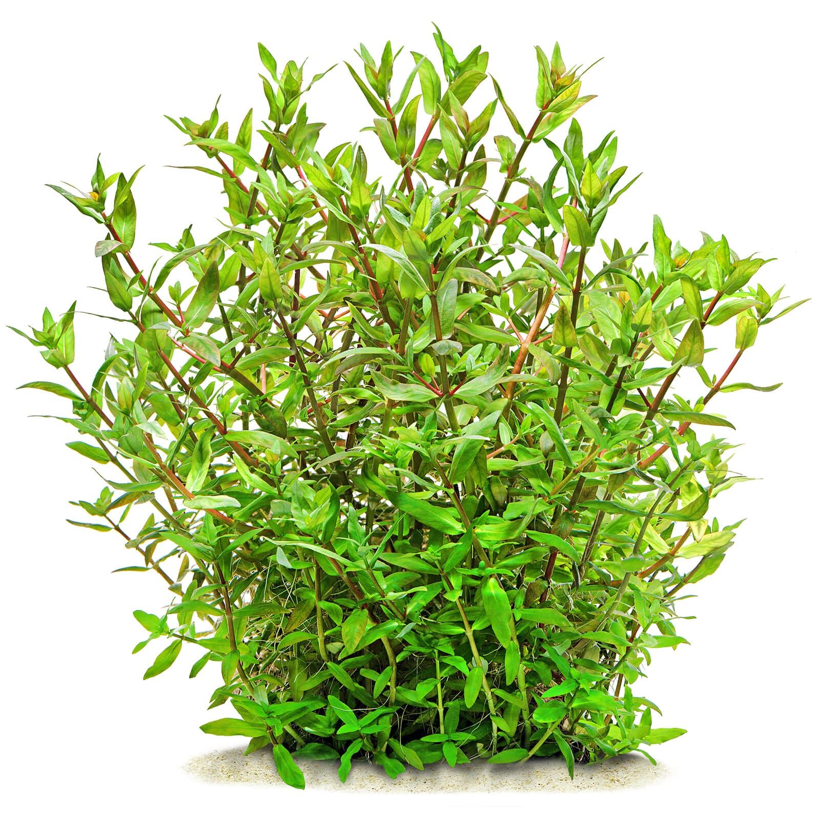 Ammannia capitellata - Topf