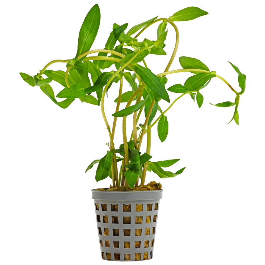 Ammannia capitellata - Topf