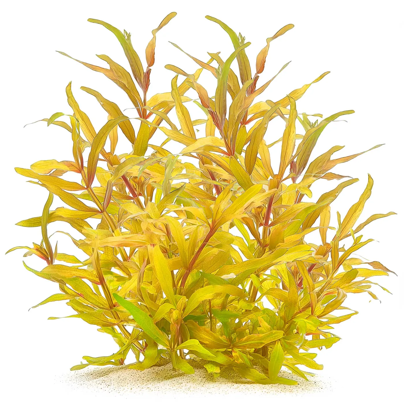Ammannia pedicellata "Golden" | Goldene Nesaea - in vitro XL - Ø 8,5cm