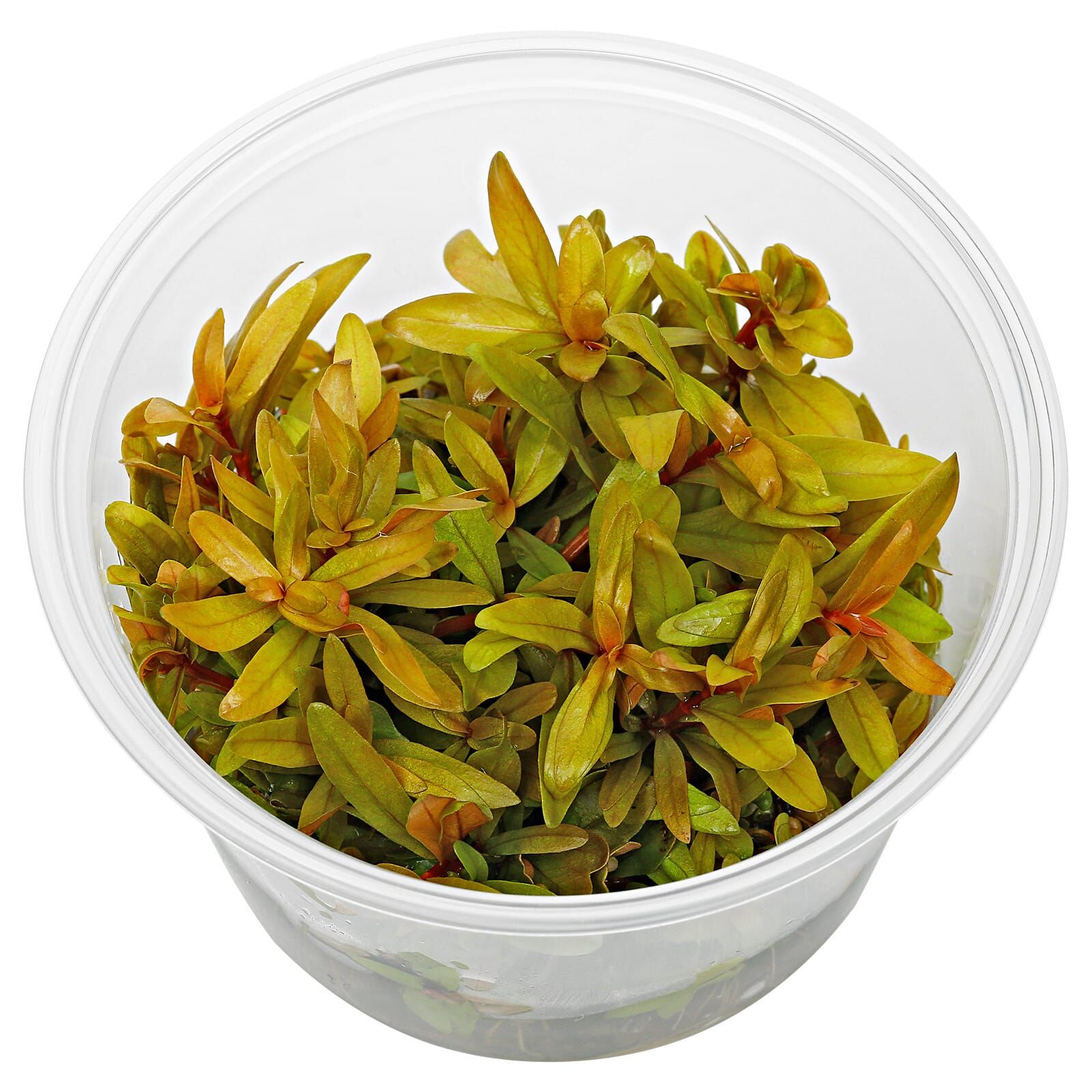 Ammannia pedicellata 'Golden' - in Vitro