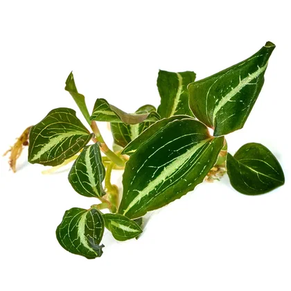 Macodes Anoectochilus lylei '"Marshmallow" | Juwelorchidee - 1 Ableger in Torfmoos