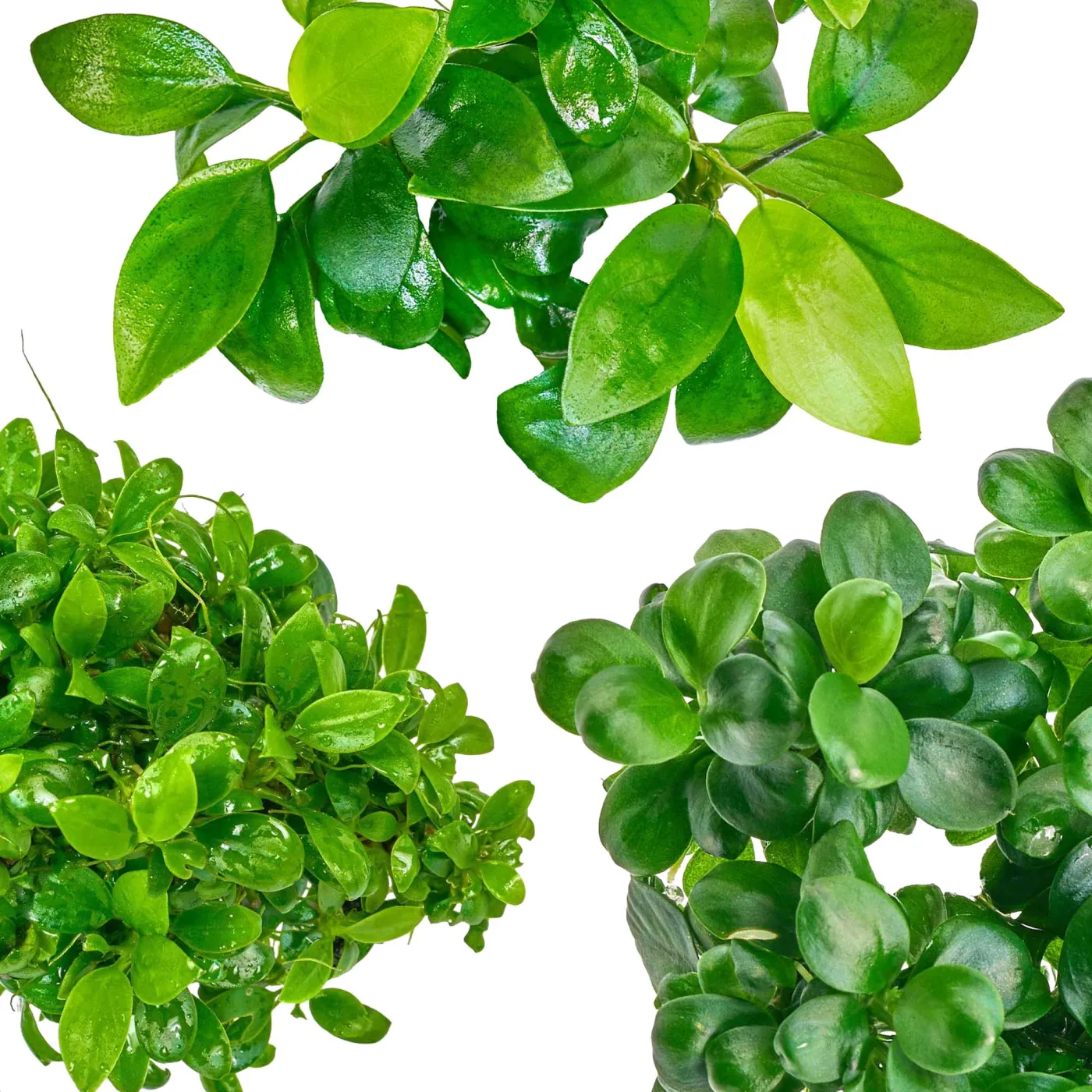 Anubias Set | Die schönsten Anubias Aufsitzerpflanzen