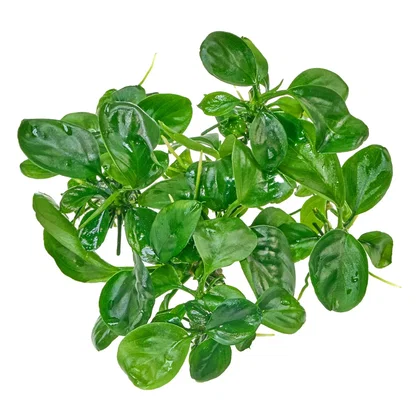 Anubias barteri 'Compact' | Kompaktes Speerblatt - in vitro 8,5cm