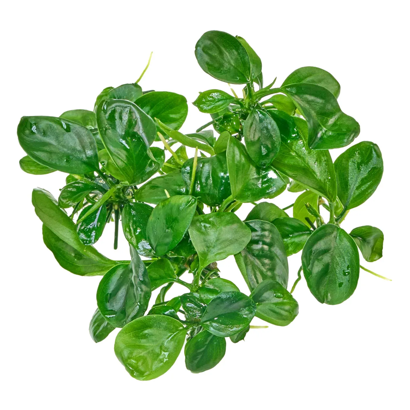 Anubias barteri 'Compact' | Kompaktes Speerblatt - in vitro 8,5cm