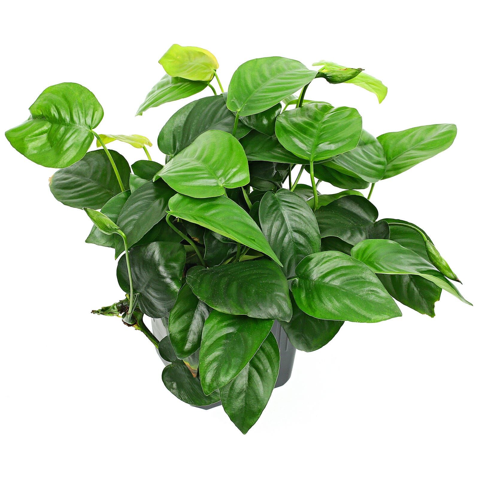 Anubias barteri 'Compact' - Topf