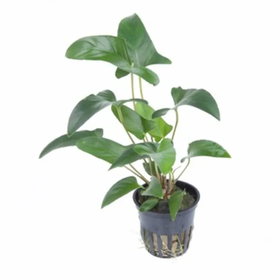 Anubias barteri "Gracilis"