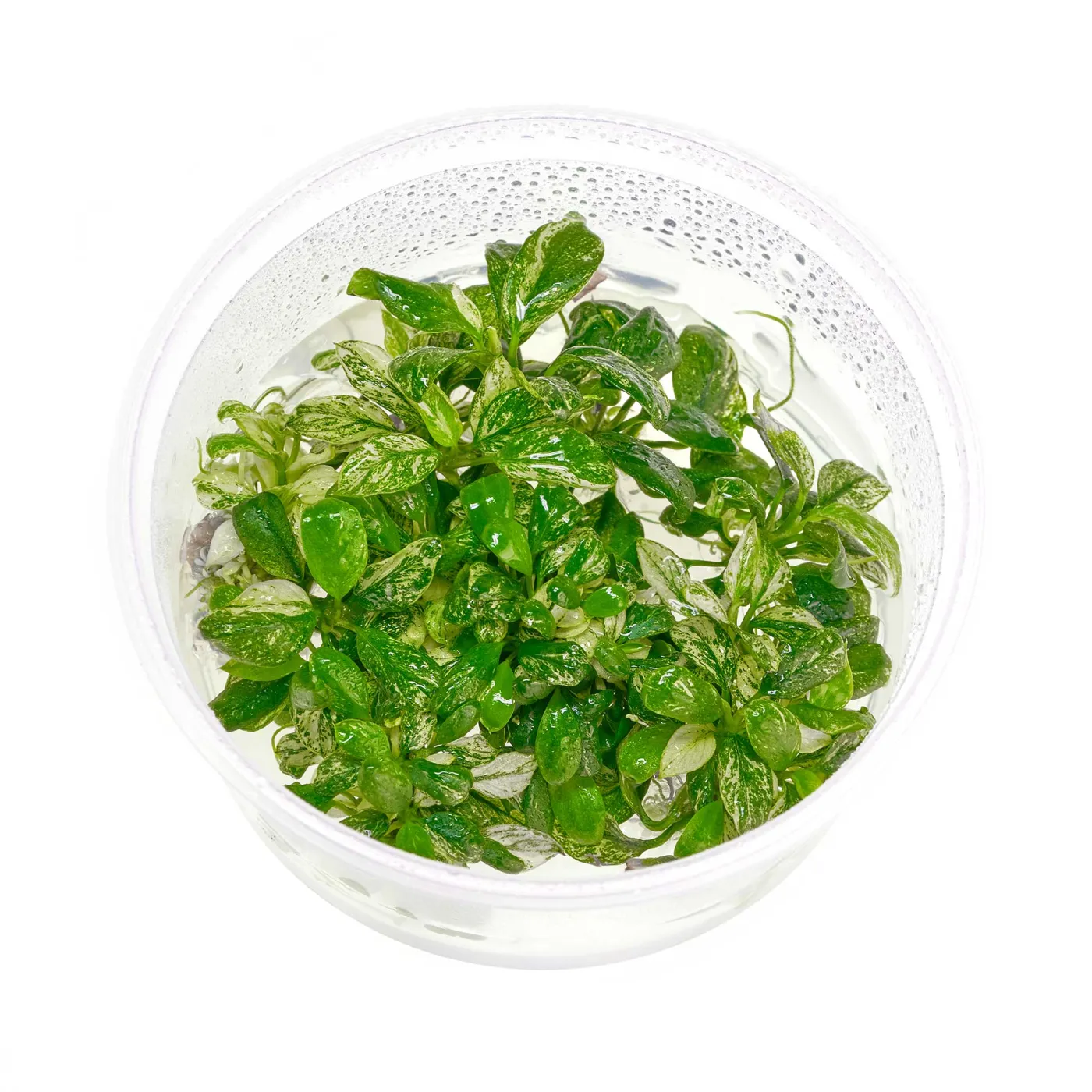 Anubias barteri nana "Variegated" | Anubias Pinto - in vitro