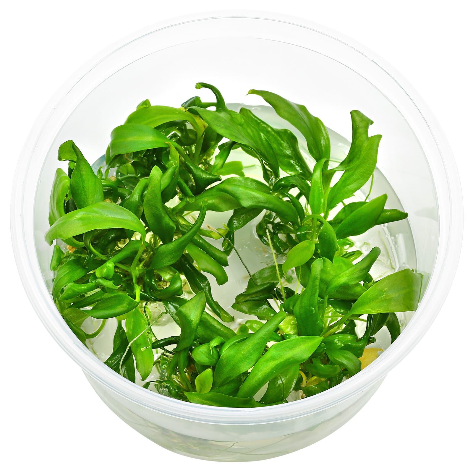 Anubias barteri var. glabra "Minima" - in Vitro XL