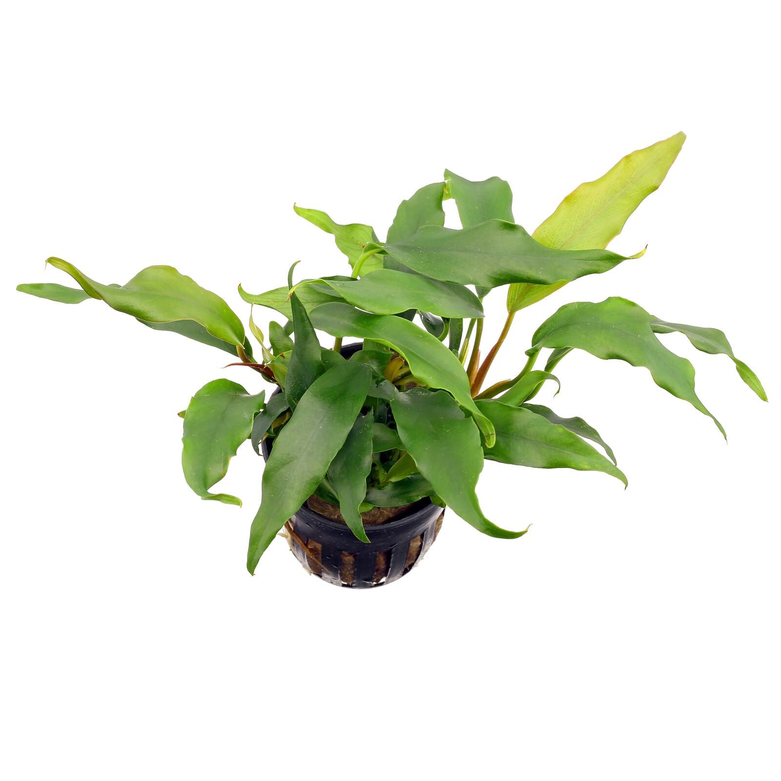 Anubias barteri var. glabra 'minima'