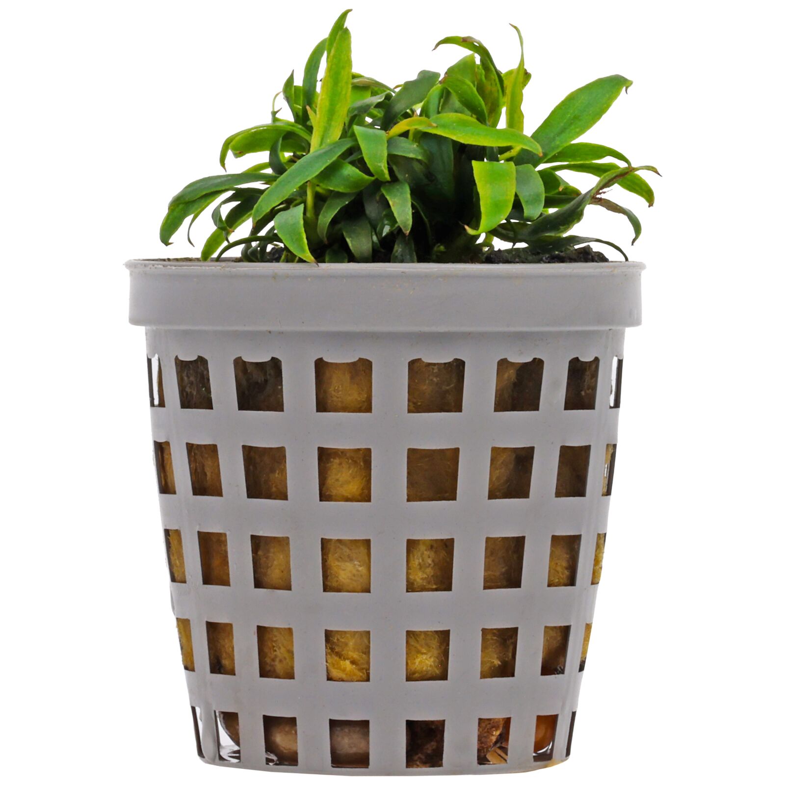 Anubias barteri var. glabra 'Small Leaf' - Topf