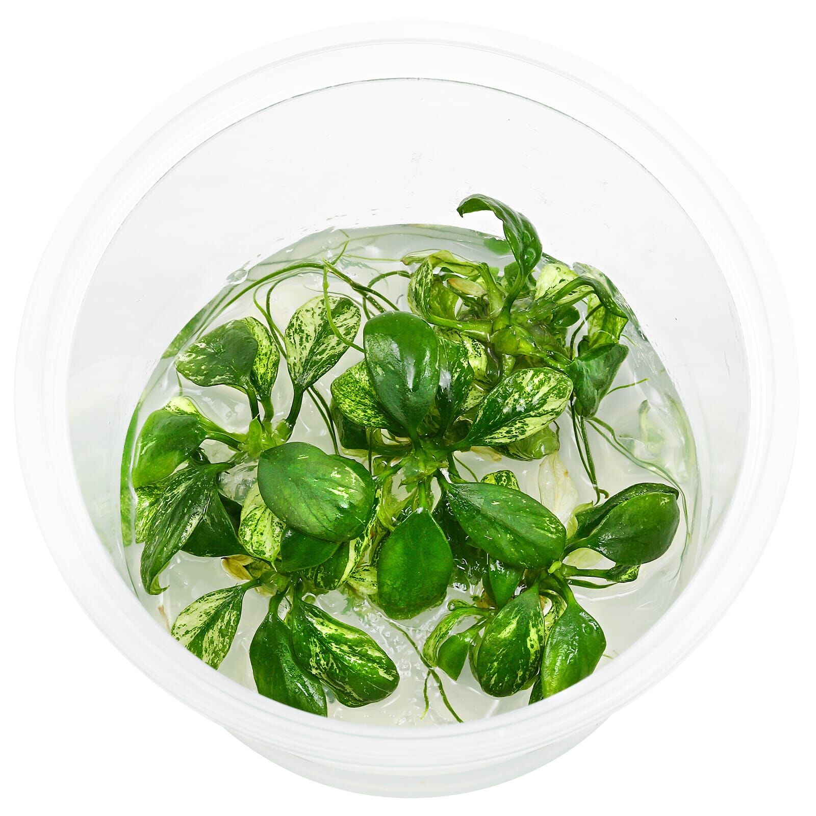 Anubias barteri var. glabra 'Variegated' - in Vitro