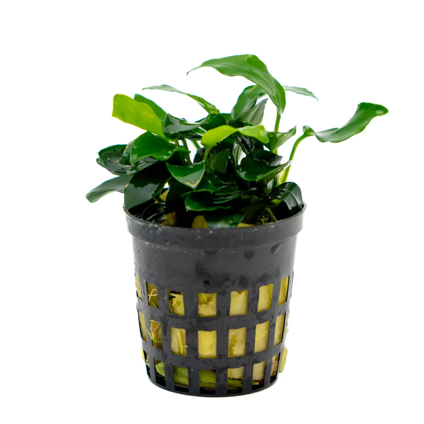 Anubias barteri var. nana 'Bonsai' ('Mini Mini')