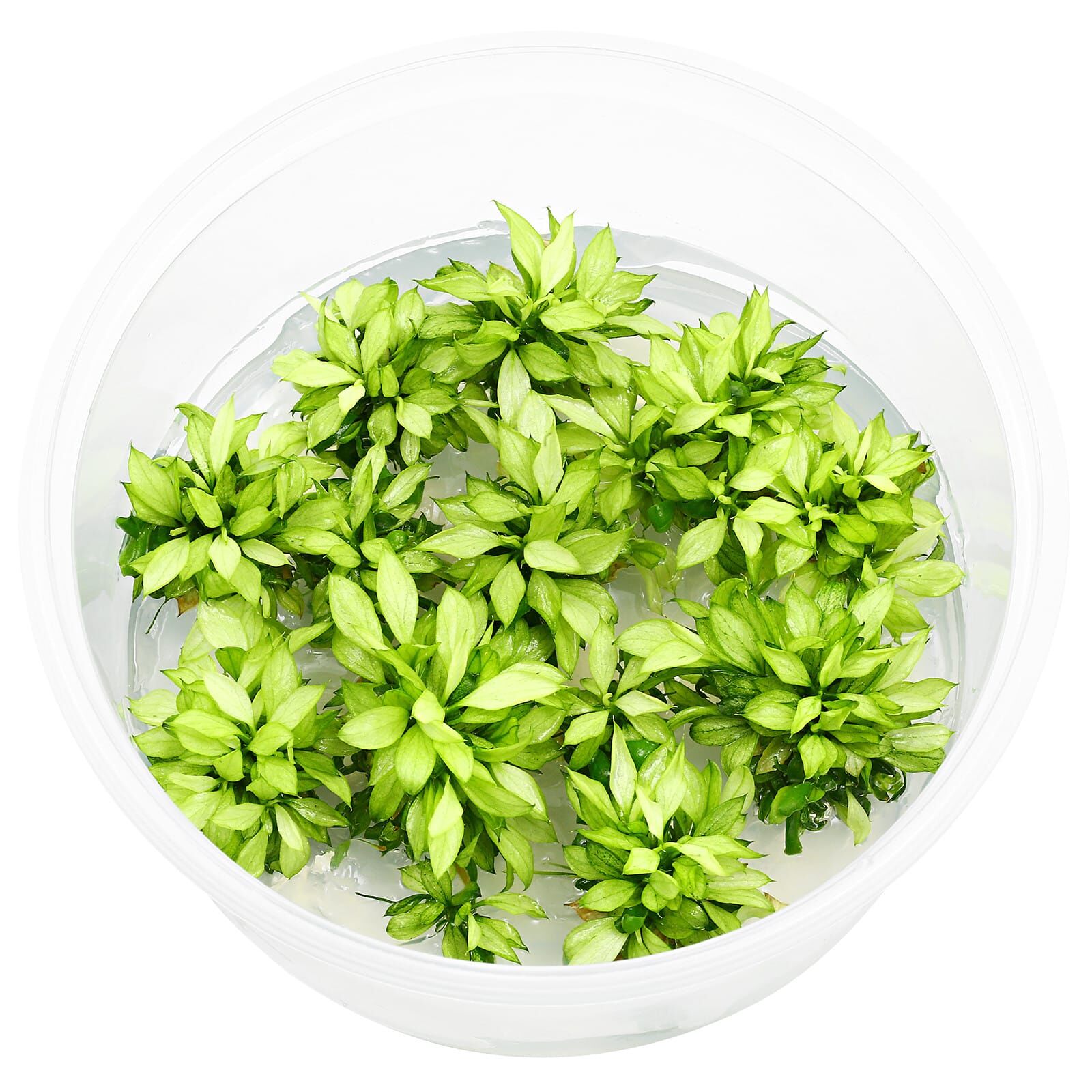 Anubias barteri var. nana 'Pangolino Green Tea' - in Vitro XL