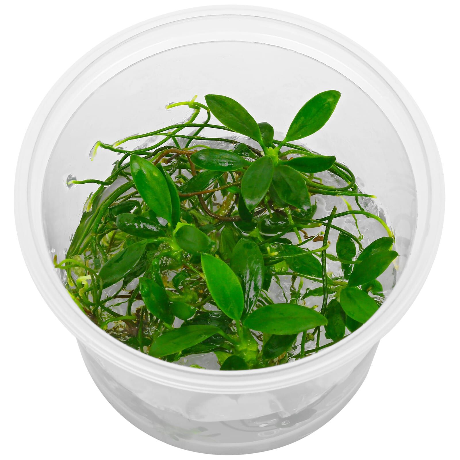Anubias barteri var. nana 'Pangolino' - in Vitro XL