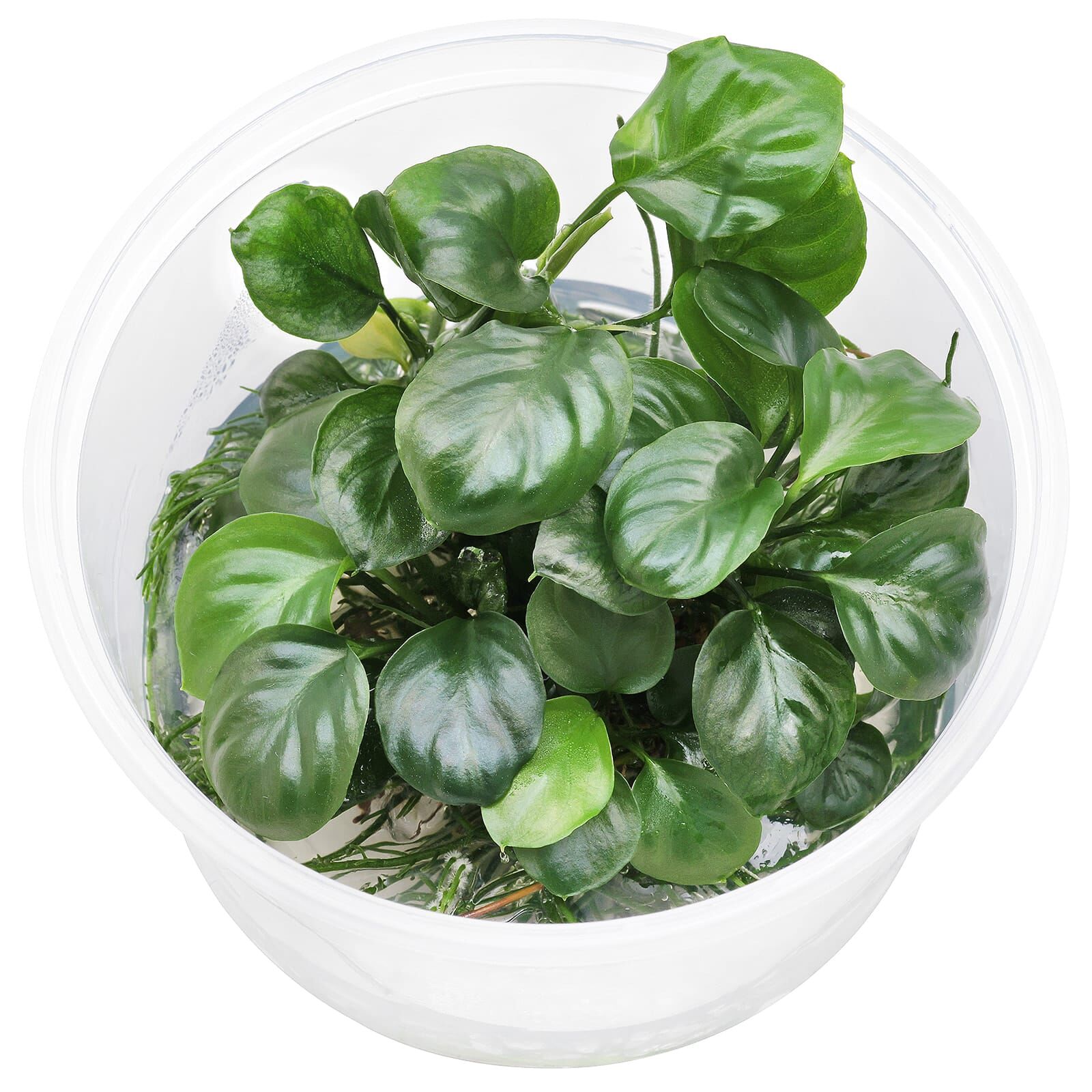 Anubias barteri var. nana 'Round Leaf' ('Coin') - in Vitro XL