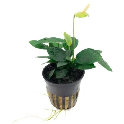 Anubias barteri var. nana 'Bolang'