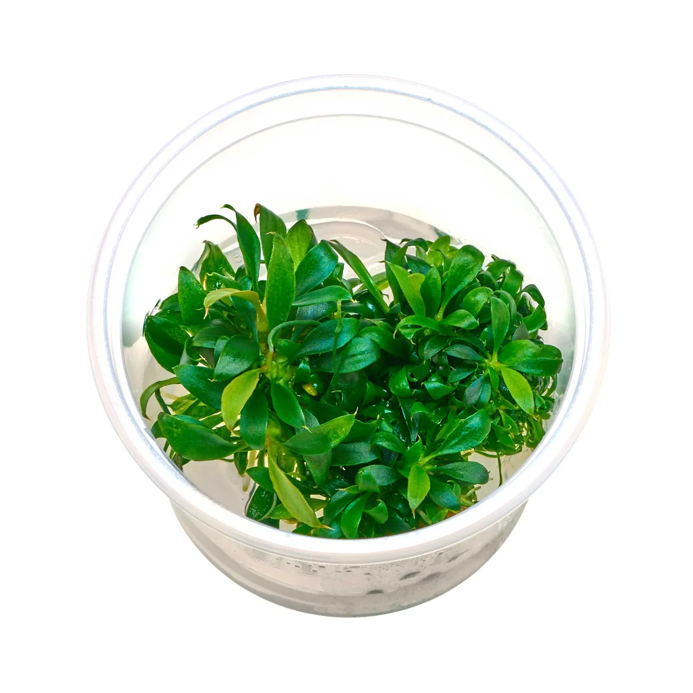 Anubias bateri var. glabra 'Small Leaf'