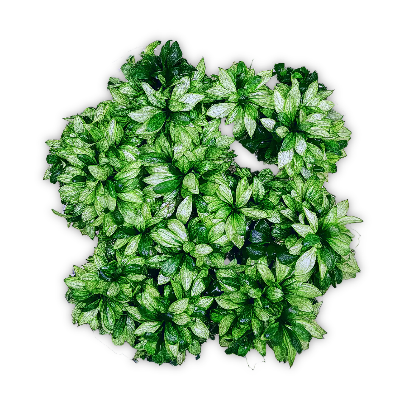 Anubias barteri var. nana "Emerald" | Smaragdgrünweiße Anubias - in vitro XL 8,5 cm