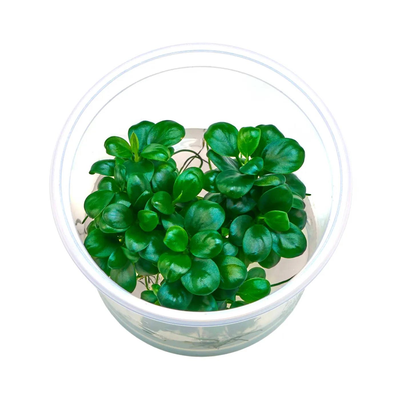 Anubias barteri var. nana 'Mini Coin' - in vitro