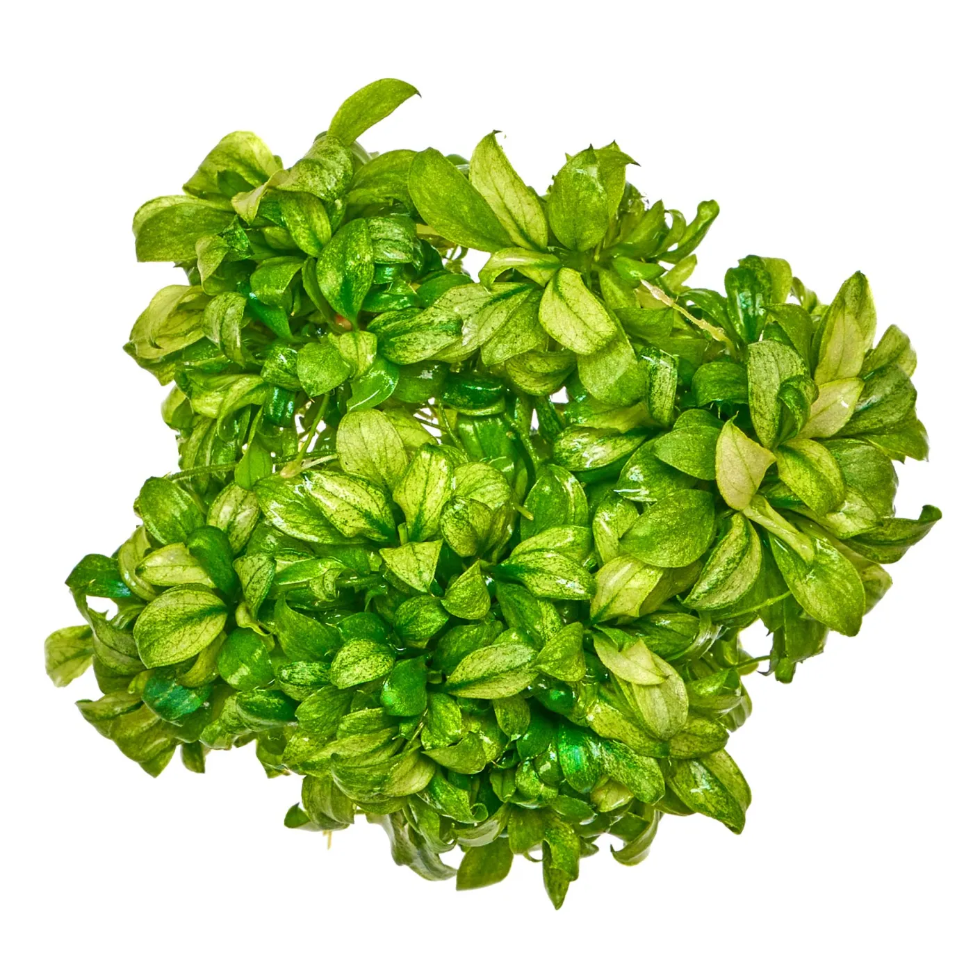 Anubias barteri var. nana "Pangolino Green Tea" | Grünweiße Anubias - in vitro