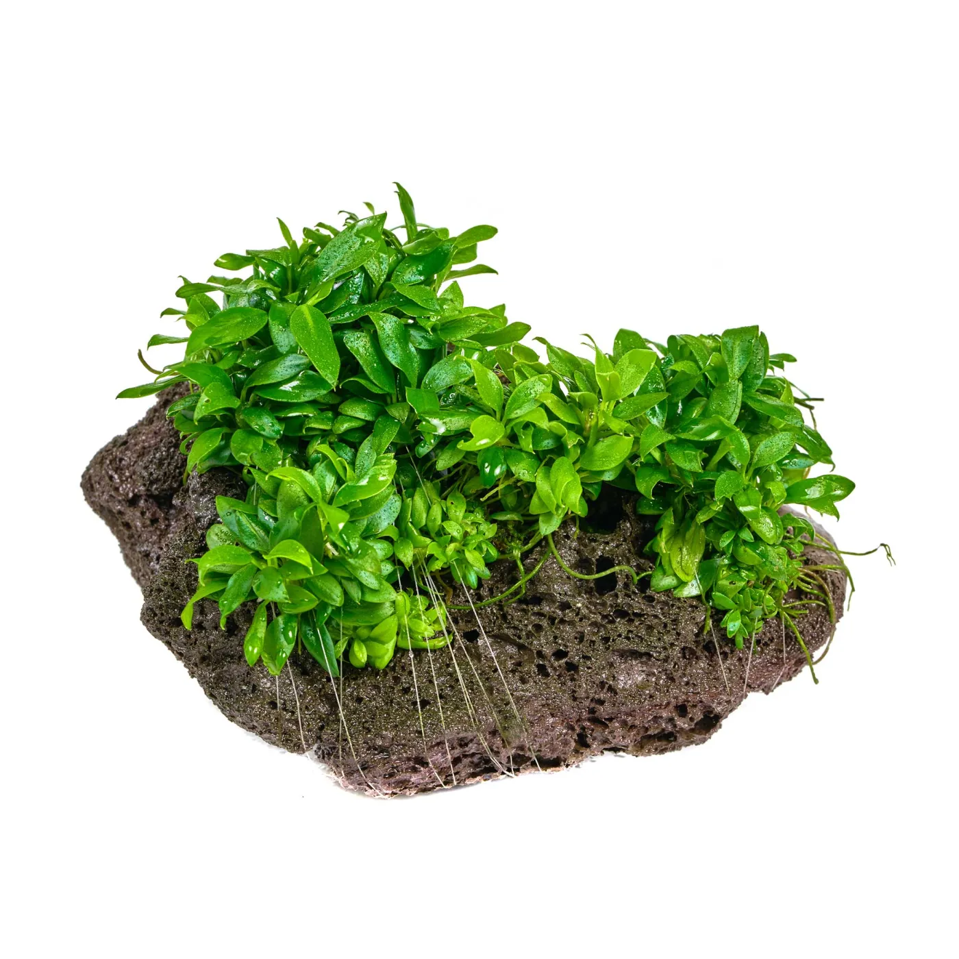 Anubias barteri var. nana "Pangolino" | Pangolin Speerblatt - auf Lavastein