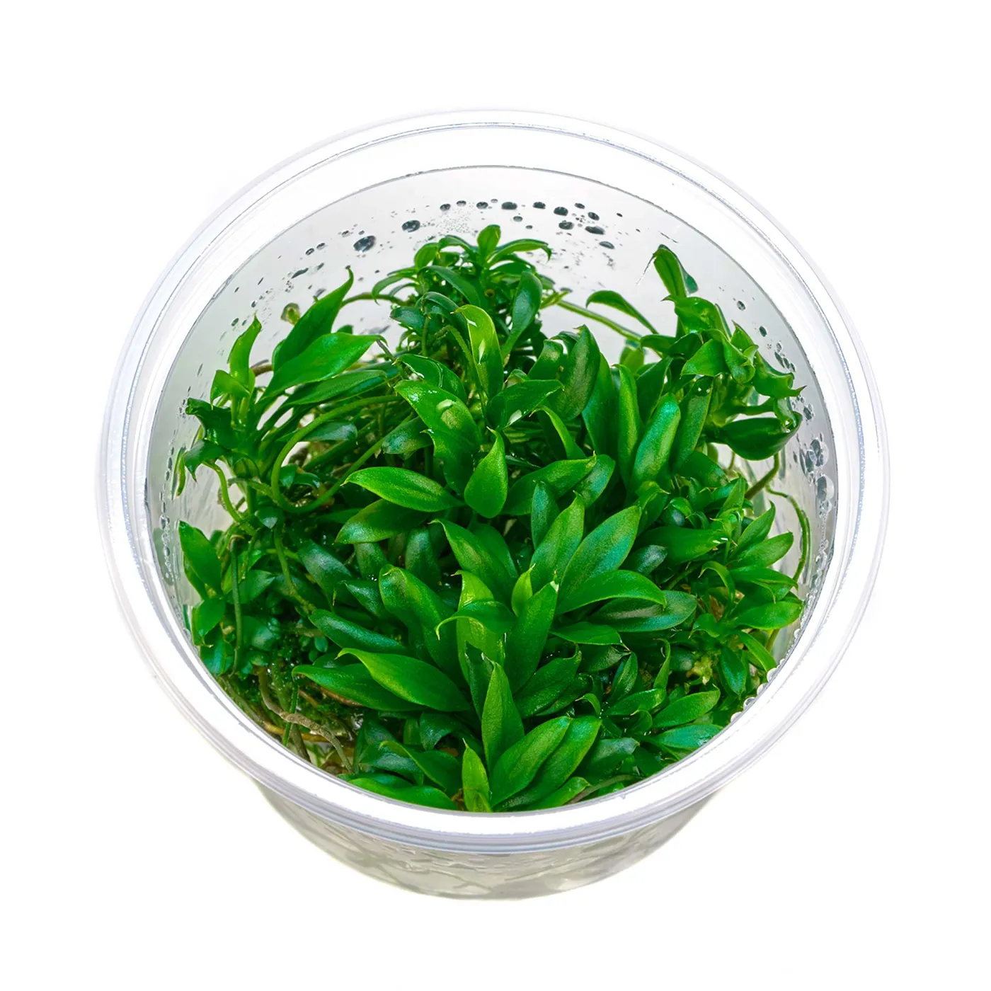 Anubias barteri var. nana "Pangolino" | Pangolin Speerblatt - in vitro