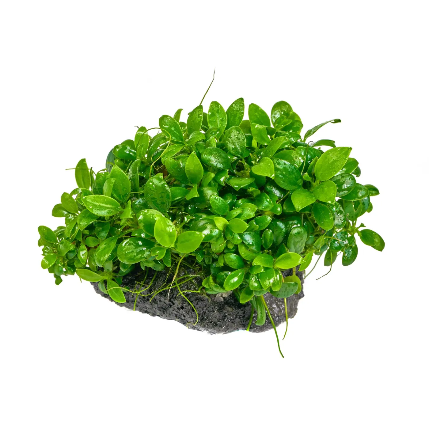 Anubias barteri var. nana petite Bonsai - auf Lavastein
