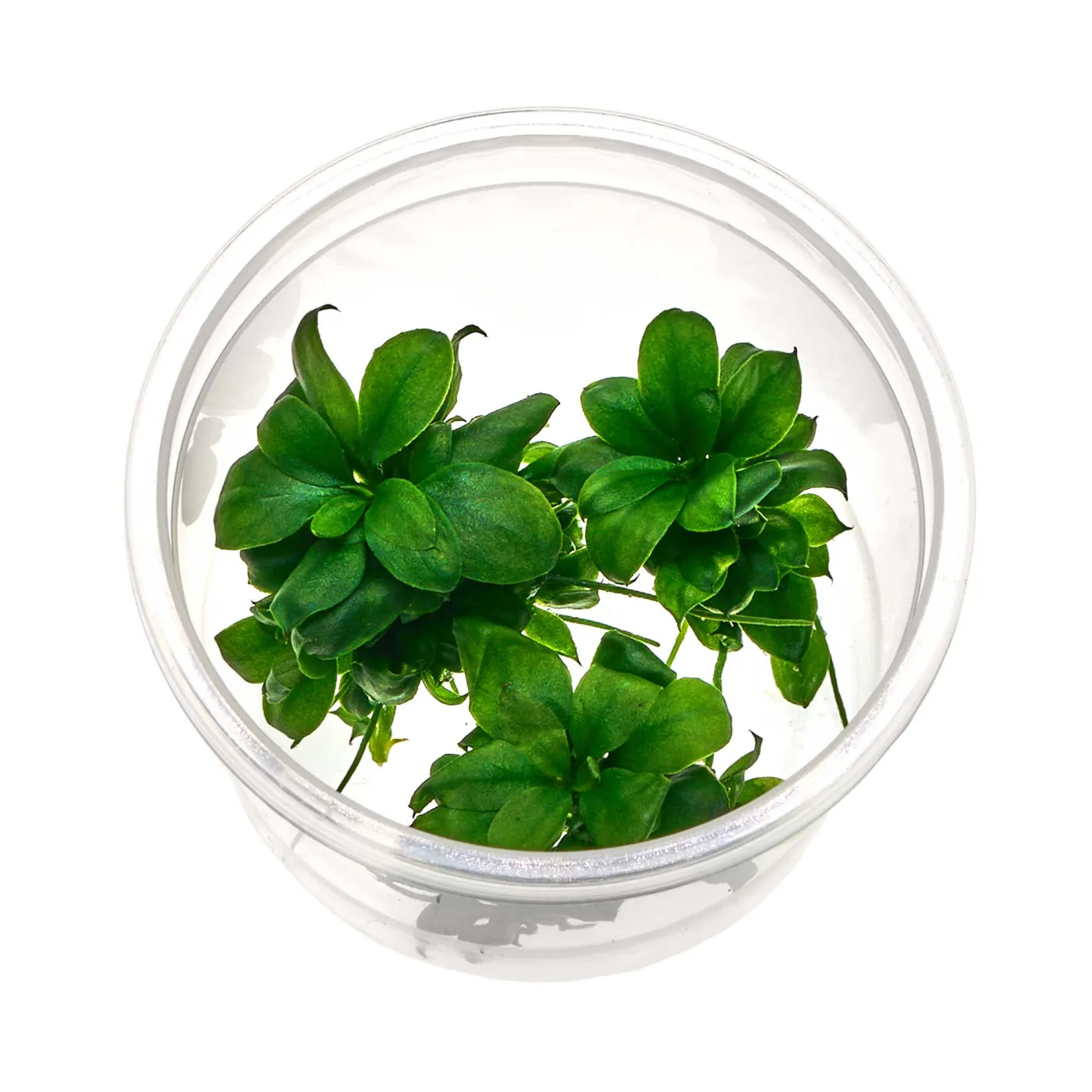Anubias barteri var. nana petite Bonsai - Baby Plant Mini-Ableger