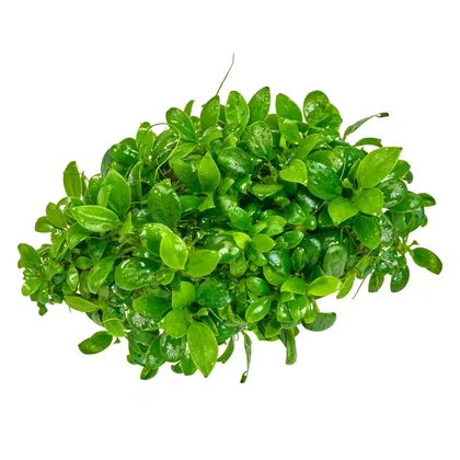 Anubias barteri var. nana petite Bonsai - in vitro