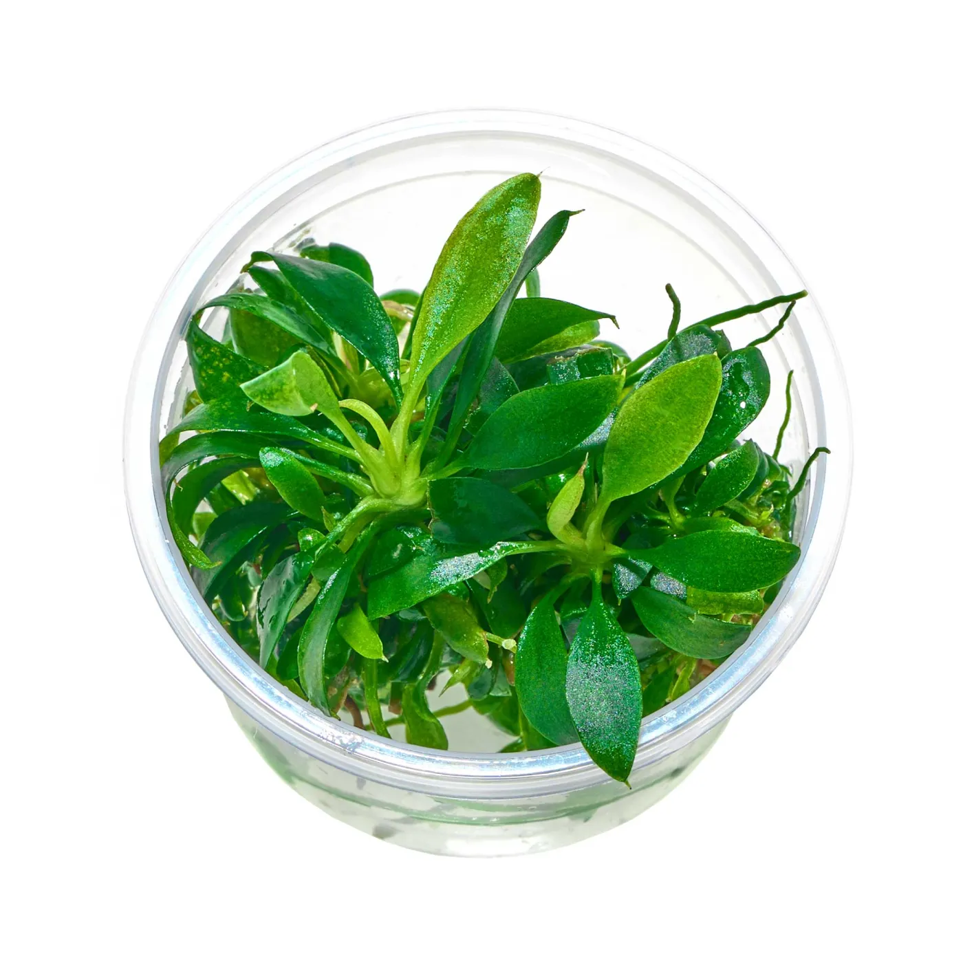 Anubias barteri var. glabra 'Small Leaf' - Baby Plant Mini-Ableger