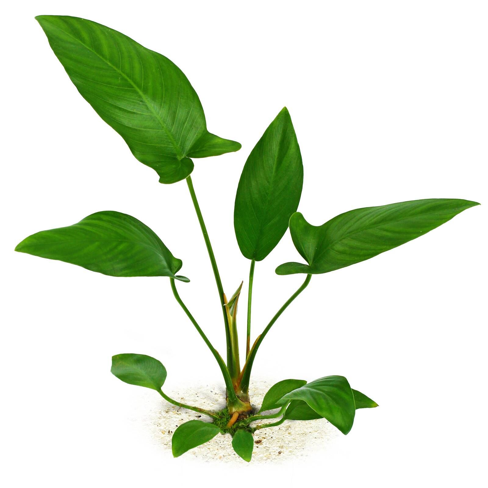 Anubias hastifolia