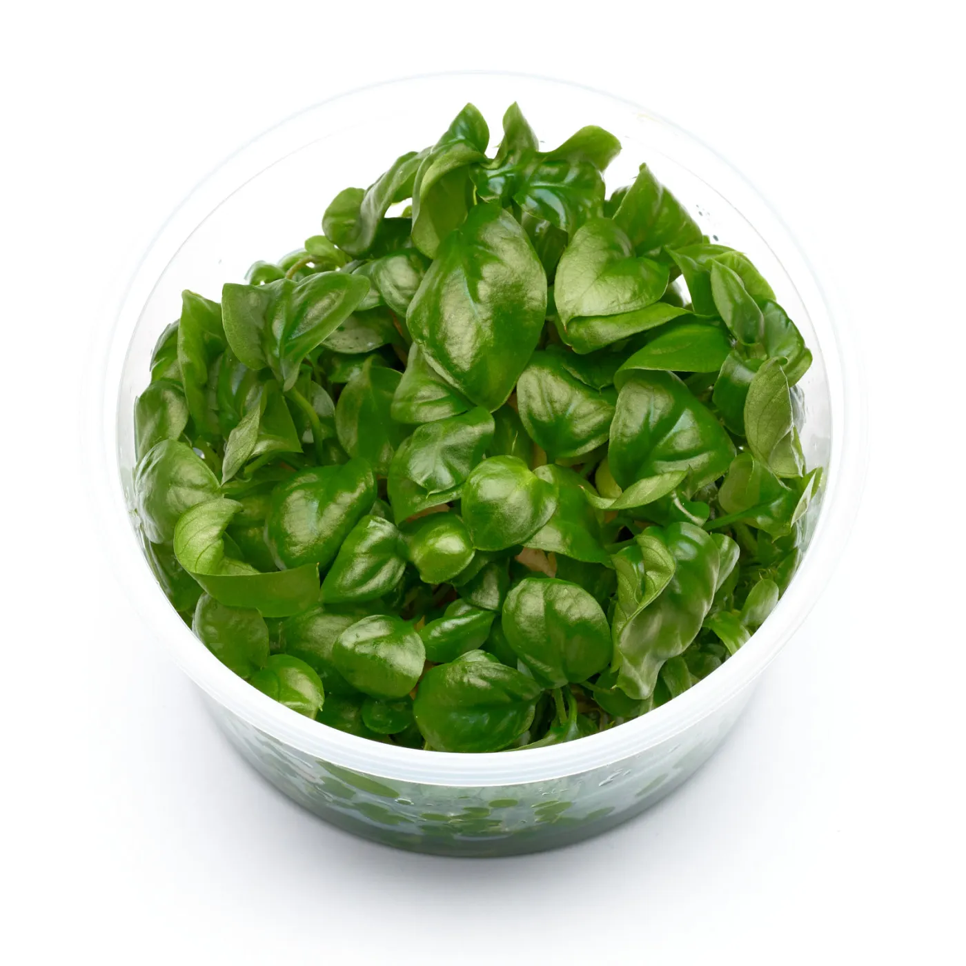 Anubias heterophylla | Verschiedenblättriges Speerblatt - in vitro