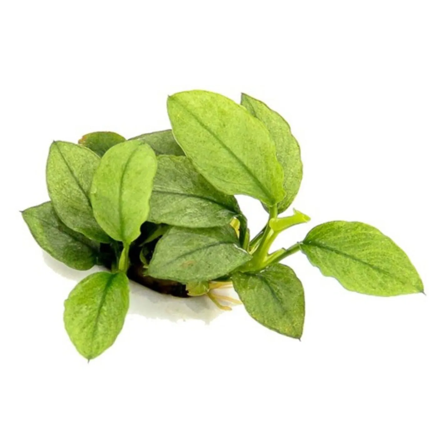 Anubias nana 'Jade'