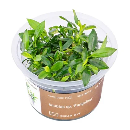 Anubias barteri var. nana 'Pangolino'