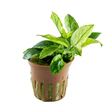 Anubias nana "Pinto"