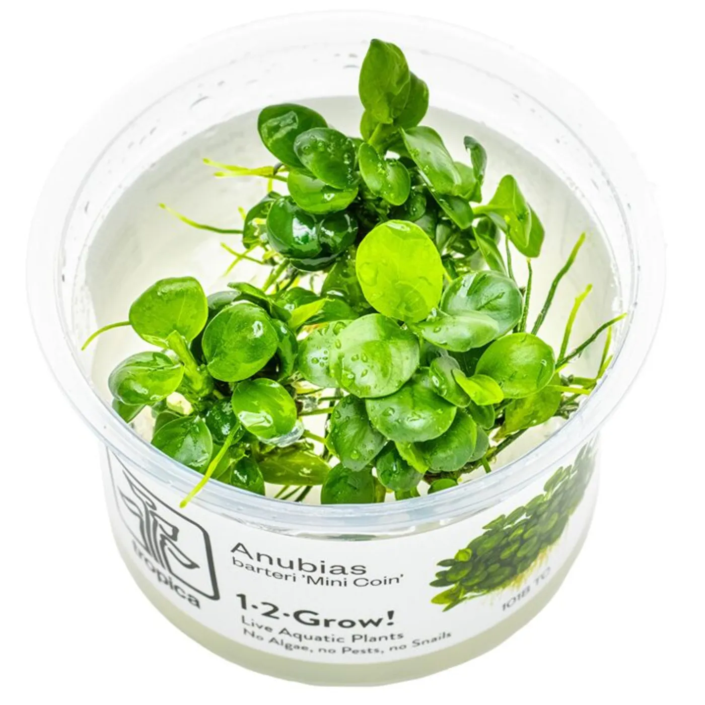 Anubias var. "Mini Coin"