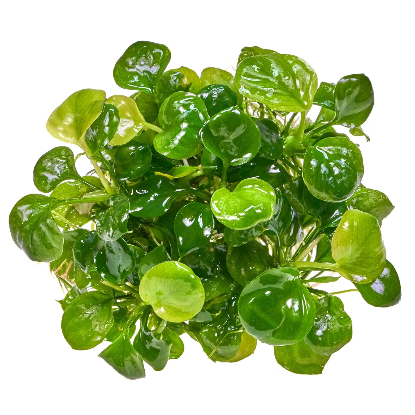 Anubias var. Nana "Gold Coin" | Anubias "Gold Münze" - in vitro 8,5cm