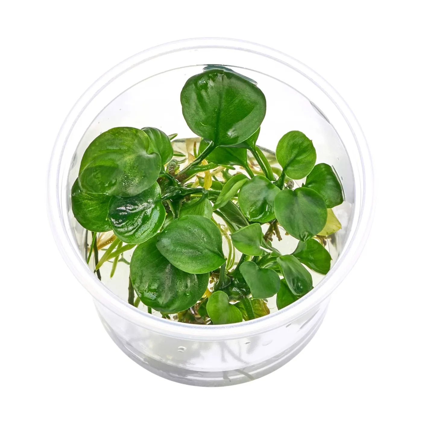 Anubias var. Nana 'Round Leaf' - Ableger im Becher