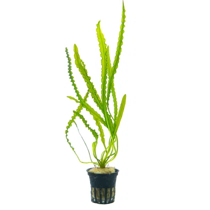 Aponogeton longiplumulosus